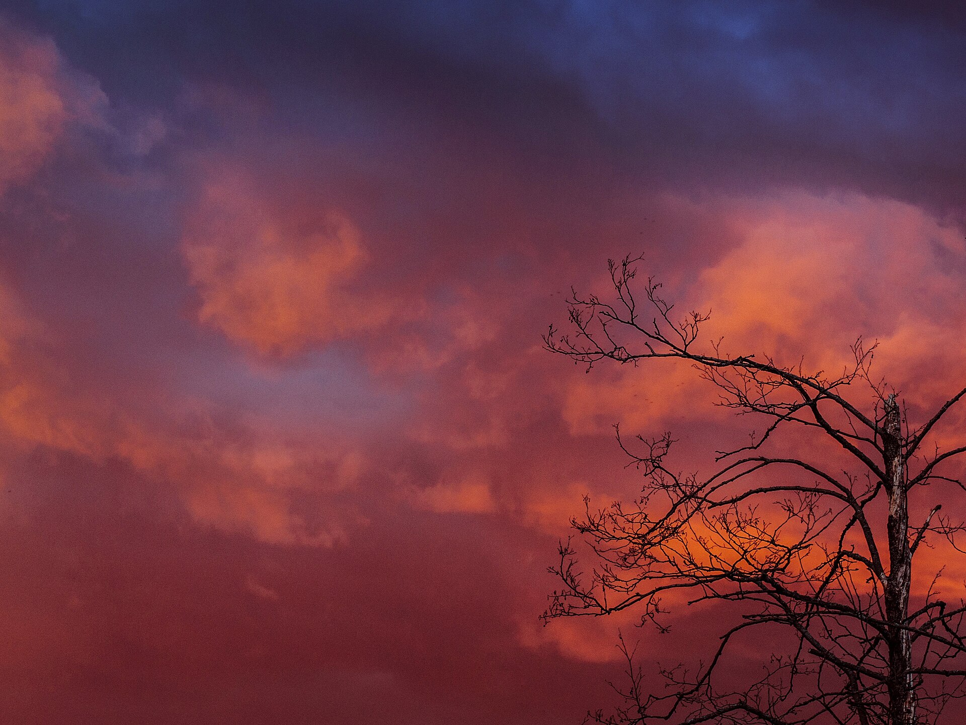Cielo rosado y violeta al atardecer con un árbol sin hojas
